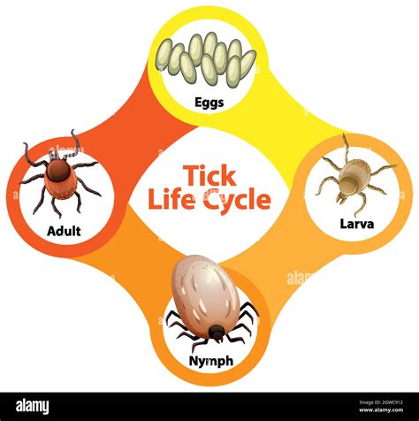 Diagram Showing Life Cycle Of Tick Stock Vector Image And Art Alamy