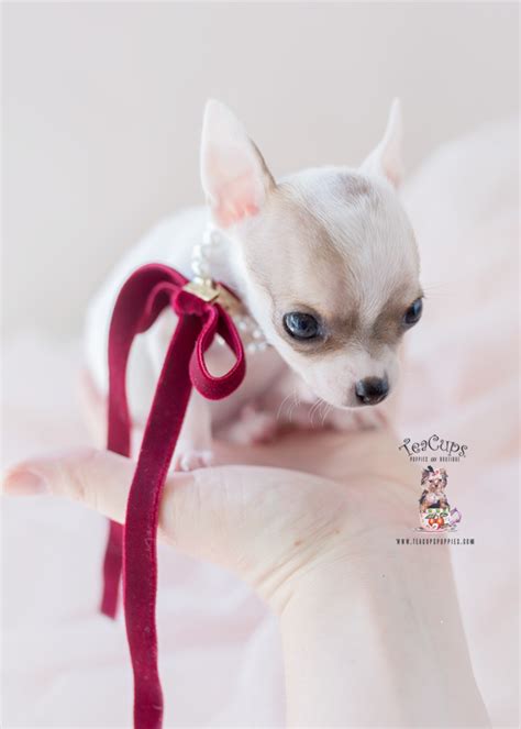 Teacup Chihuahua Breeder Fl Teacup Puppies And Boutique