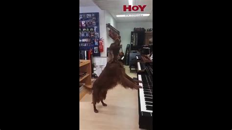 Viral Una Perra Canta Mientras Toca El Piano YouTube