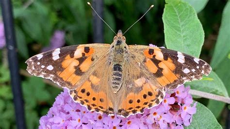 Painted Lady Butterflies Emerge In Once A Decade Phenomenon Buddleia