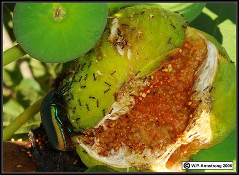 In ants, 3d nest construction remains poorly documented and so far no study has attempted to connect a detailed quantitative description of individual building behavior with the growth dynamics and the. Calimyrna Figs In California Photos