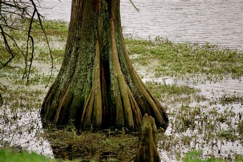 Cypress Tree In The Lake Behind The Office Dalgal Flickr