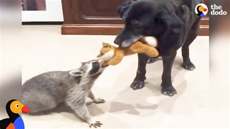 Rescued Raccoon And Dog Love Playing Together The Dodo