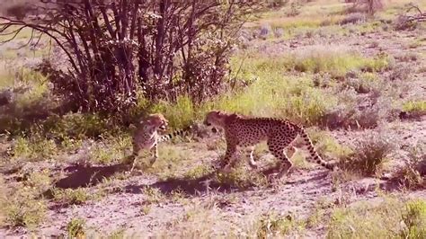 Leopard Vs Big Python Snake Real Fight Leopard Wild Big Battle Most