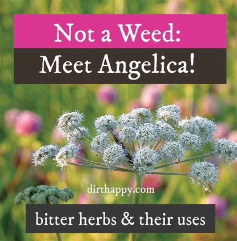 What Are Bitter Herbs In The Bible Quick Answer Missional Manifesto