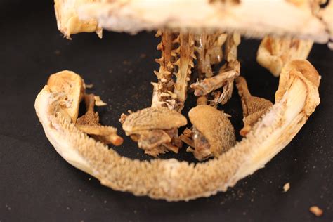 Besides good oral care, there are other tips that we are eager to share to help you keep your bones and teeth as strong as possible. Amazing Diversity in Fish Dentition | OSU Bio Museum