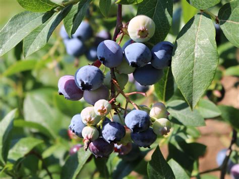 Immergrüne Heidelbeere Sunshine Blue Vaccinium Corymbosum Sunshine