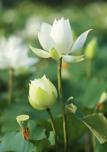 Charming White Lotus Flowers Spotted In Bloom On Outskirts Of Hanoi