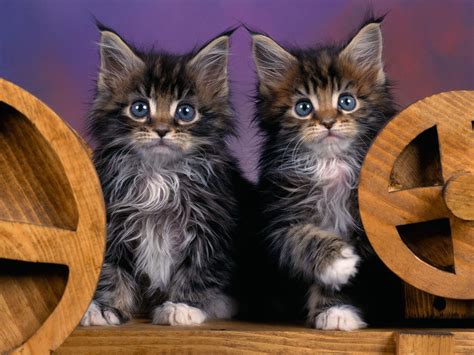 Xs Wallpapers Hd Maine Coon Kittens
