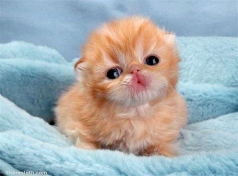 Baby Animal Pictures Get Ready For Cuteness