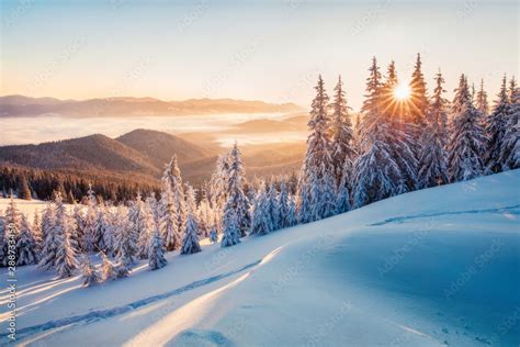 Impressive Winter Morning In Carpathian Mountains With Snow Covered Fir