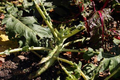 Maybe you would like to learn more about one of these? Maulwurf im Garten » So vertreiben Sie ihn am besten