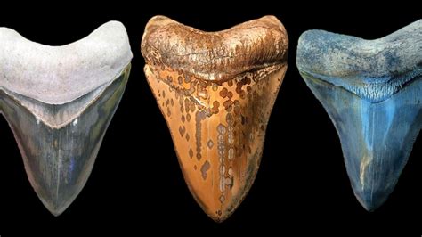 Authentic Megalodon Teeth For Sale — Fossil Driven