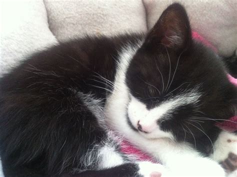Cute Black And White Kittens Northolt Middlesex