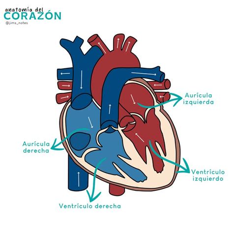 Ilustración Del Corazón Cavidades Cardiacas Corazones Ilustracion