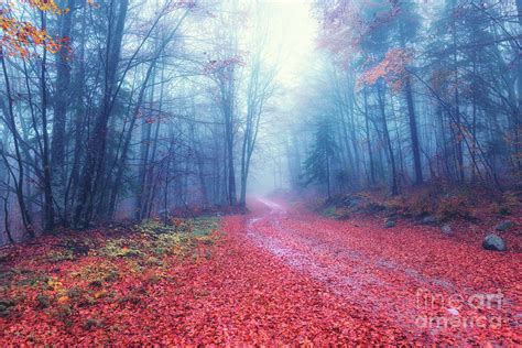 Fall Foliage Autumn Road Photograph By Luke Kanelov Fine Art America