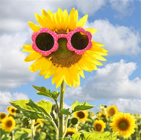 Sunflower With Sunglasses Photograph By Maria Dryfhout Pixels