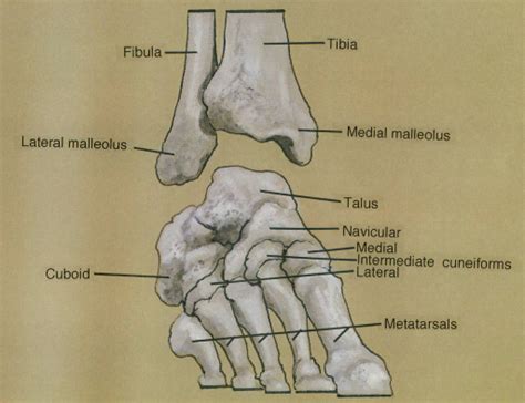 Fibula Lateral Malleolus Cuboid Bone Tibia Medial M Open I