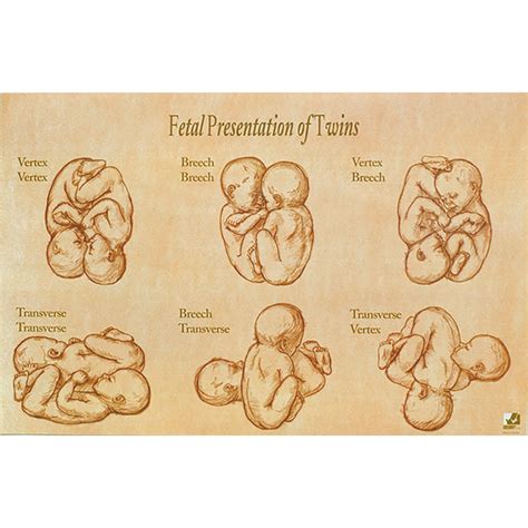 Fetal Development Chart