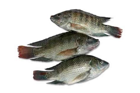 Nila dapat diganti untuk berbagai jenis ikan, terutama ikan kakap merah, ikan bass atau porgy. 10 Jenis Ikan Nila yang Banyak Dibudidayakan di Indonesia