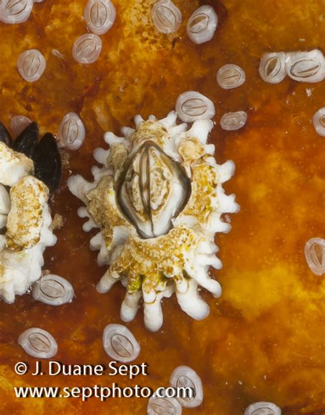 Intertidal Marine Life Of The Western Atlantic Duane Sept Photography