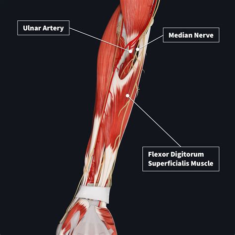 Diagram Of The Muscles In The Forearm Muscles Of The Anterior Forearm