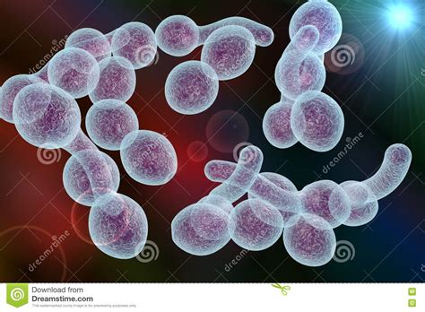 Fungi Candida Albicans Which Cause Thrush Stock Illustration