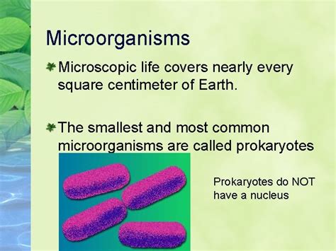 Microorganisms Microorganisms Microscopic Life Covers Nearly Every Square