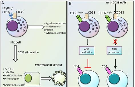Cd Expression And Function In Nk Cells A Role Of Cd In The Download Scientific Diagram