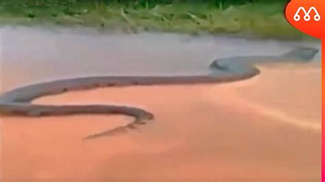 Anaconda Gigante Atravessando Estrada Youtube