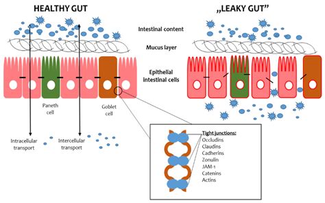 Biotics And The Gut Barrier Encyclopedia Mdpi