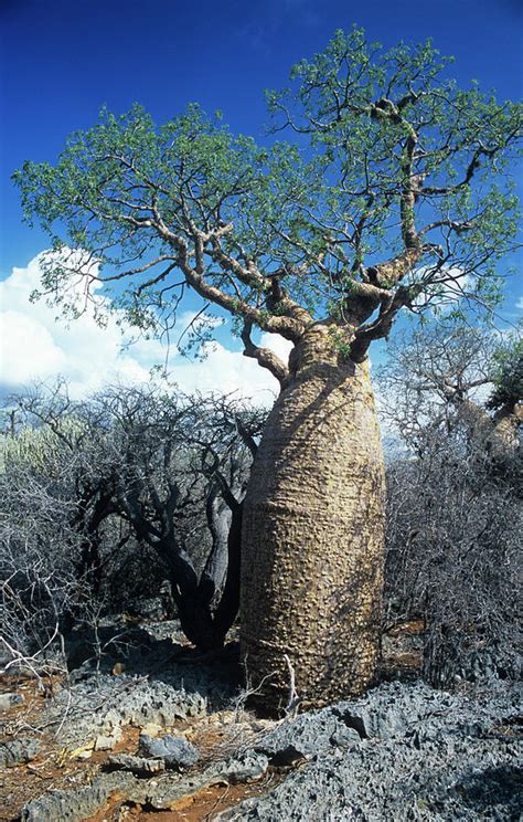 Baobab Tree Adansonia Grandidieri Photograph By Sinclair Stammers