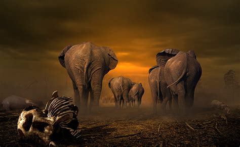 25 Breathtaking Photos Of Elephants ~ Amazing