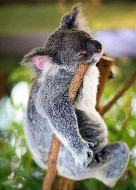 Attack Of The Cute Koala Koala Bear Cuddly Animals