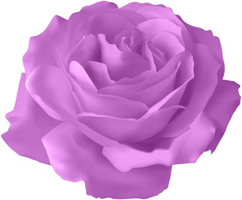 Blue Rose Flower Purple Rose Transparent Png Clip Art Image Png