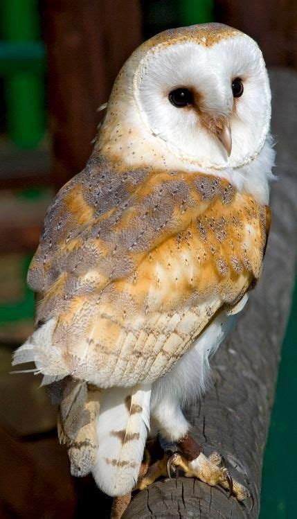 Beautiful Barn Owl Owl Species Barn Owl Owl