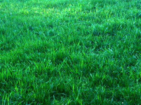 Green Grass Background Free Stock Photo Public Domain Pictures