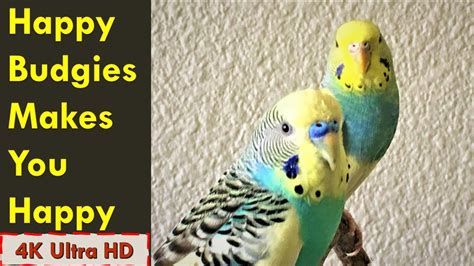 Happy Parakeets Chirping Sound Budgies Singing Playing For Lonely