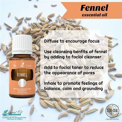 Fennel Essential Oil Fennel Essential Oil Herbal Essential Oils