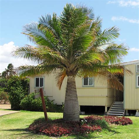 Are Majesty Palms Easy To Take Care Of Laronda Akin