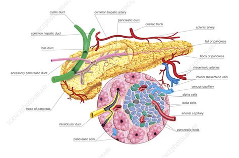 The Pancreas Illustration Stock Image C0256440 Science Photo