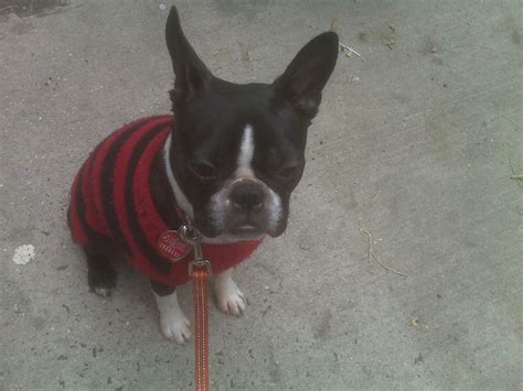 Maybe you would like to learn more about one of these? Boston Terrier Puppies For Sale Near Me Craigslist - Free ...