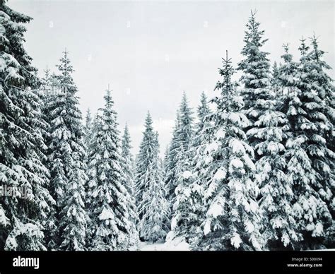 Pine Trees Covered By Snow Stock Photo Alamy