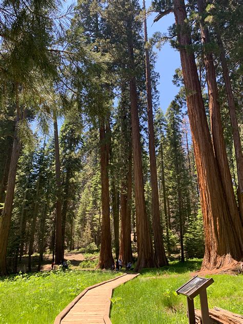 big trees trail in giant forest at sequoia national park