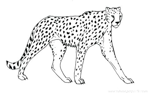 Big Cat Coloring Pages At Getdrawings Free Download