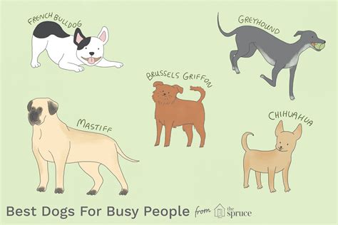 What Are The Best Dog Breeds For Lazy People Which Dogs Are Right For