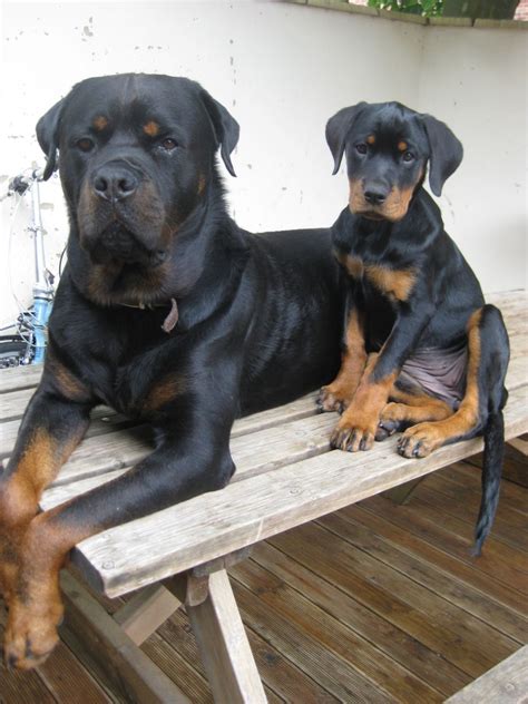 There's puppy pictures and then there's pictures of rottweiler puppies. chunky rottweiler puppies | Aylesbury, Buckinghamshire ...