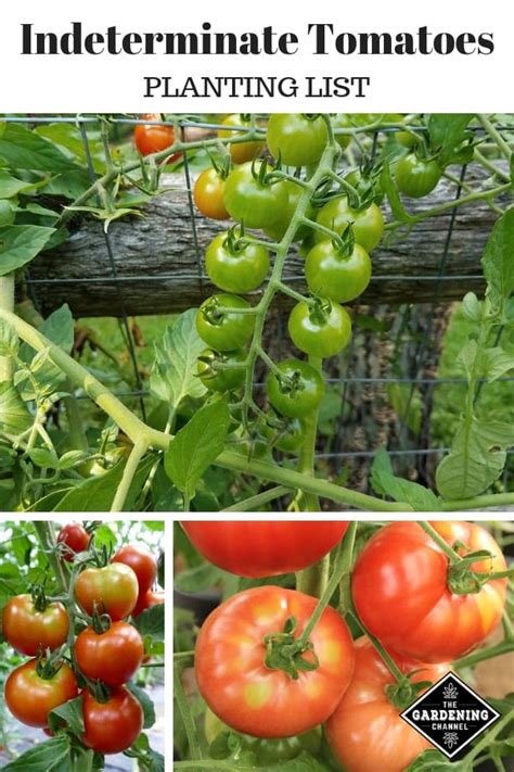 List Of Indeterminate Tomatoes From A To Z Gardening Channel