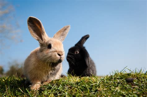 Can rabbits eat pears