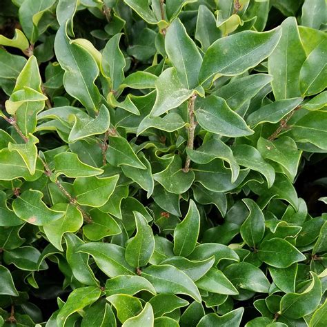 925 In Pot Curly Leaf Ligustrum Recurvifolia Evergreen Shrub